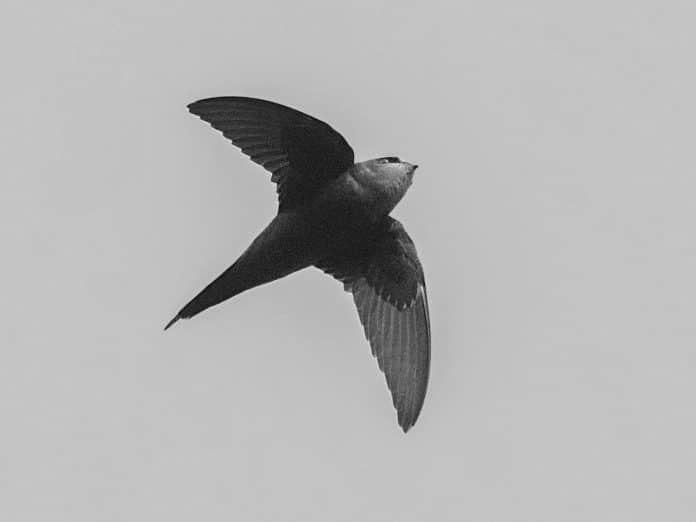 Scarce Swift in Tanzania Observing Rare Sightings and Migratory PatternsScarce Swift in Tanzania - Observing Rare Sightings and Migrato