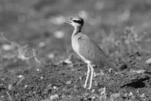 Seeking the Shadow Walker - Insider Tips for Tracking Temminck’s Courser in the Untamed Wild