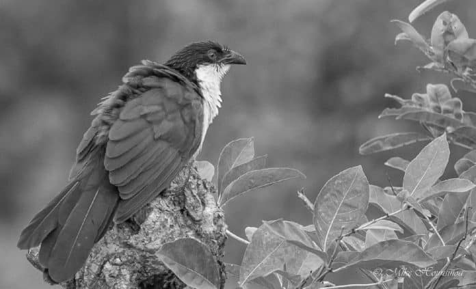 Senegal Coucal in Tanzania - The Shy Sentinel of the Wetlands