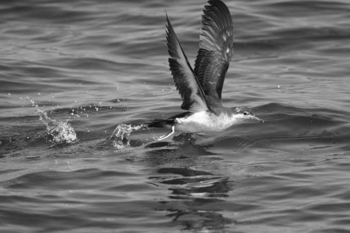 Shearwaters and Petrels in Tanzania - Oceanic Explorations Off the Coast