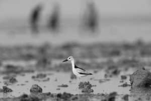 Shoreline Gems - Top Destinations for Crab-Plover Watching on Tanzania's Coast
