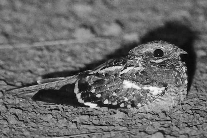 Slender-Tailed Nightjar in Tanzania - Discovering the Elegant Ghosts of the Night