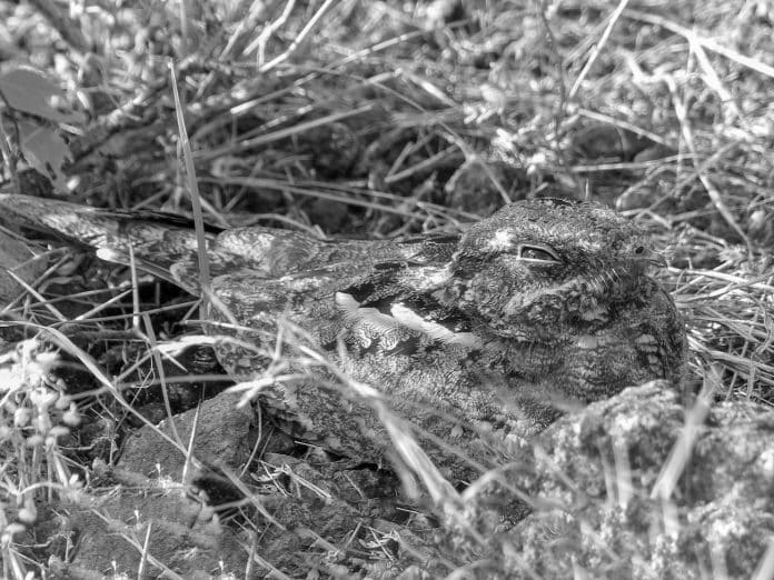 Sombre Nightjar in Tanzania - Whispers of Twilight and Nocturnal Behavior