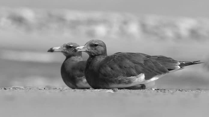 Sooty Gull Chronicles - Exploring Tanzania’s Coastal Avian Treasures
