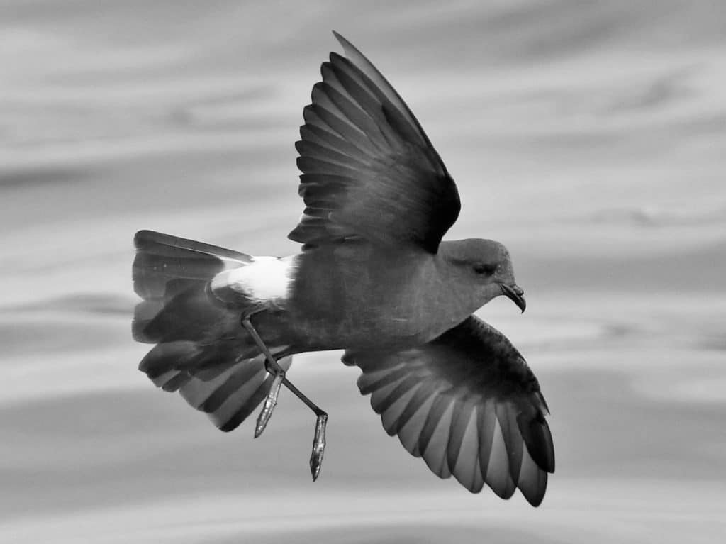 Southern Storm-Petrels in Tanzania: Tiny Birds, Big Adventures on the ...