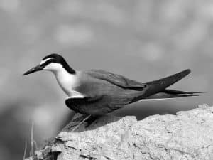 Spectacular Sights Spotting Bridled Terns in Tanzania's Coastal Realms!