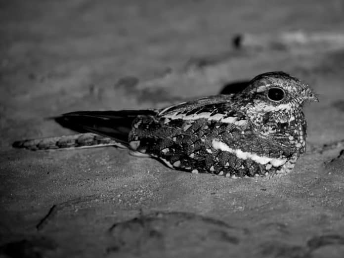 Square-Tailed Nightjar in Tanzania - An Exploration of an Enigmatic Nocturnal Bird