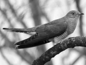 Surprising Discoveries and Curiosities about the African Cuckoo
