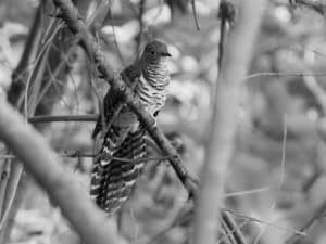 Tales and Fables of Tanzania's Barred Long-Tailed Cuckoo