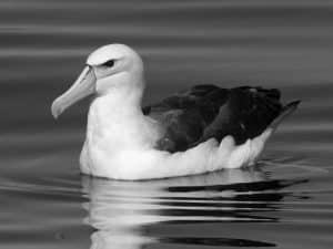 Tanzania's Battle Against Threats Endangering the Majesty of White-Capped Albatrosses!