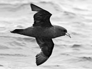 Tanzania's Battle Against Threats Endangering the White-Chinned Petrel Population!