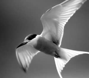Tanzania's Battle to Safeguard the Graceful Whiskered Terns!