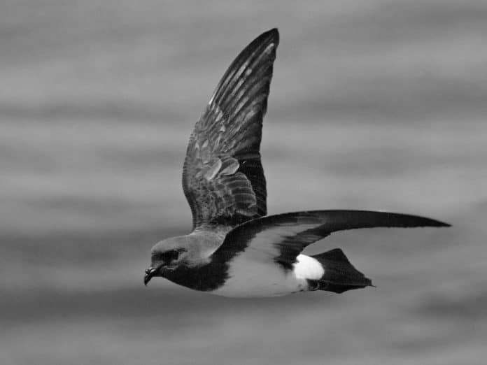 Tanzania’s Coastal Marvel - Discovering the White-Bellied Storm-Petrel and its Unique Habitat