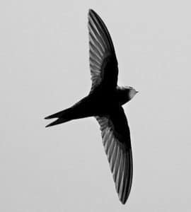 Tanzania's Crucial Role in the Migration of Common Swifts!