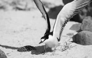 Tanzania's Endeavor to Preserve the Majesty of Sooty Terns!