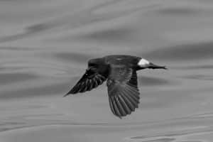 Tanzania's Endeavor to Protect the Majesty of Southern Storm-Petrels!