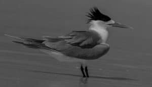 Tanzania's Fight to Safeguard the Magnificent Great Crested Terns!