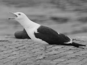 Tanzania's Perfect Frames for Lesser Black-Backed Gull Photography!