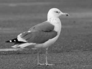 Tanzania's Stand to Safeguard the Future of Lesser Black-Backed Gulls!