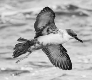 Tanzania's Vigilant Watch over the Wellbeing of Shearwaters and Petrels!