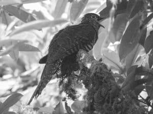 The Battle to Protect Tanzania's Barred Long-Tailed Cuckoo