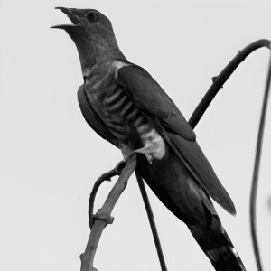 The Black Cuckoo's Secrets of Appearance and Abode