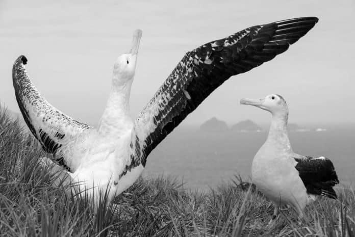 The Fascinating World of Albatrosses - Spotlight on Tanzania’s Coastal Wonders