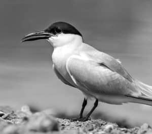The Vital Role of Tanzania's Wetlands for Gull-Billed Terns!