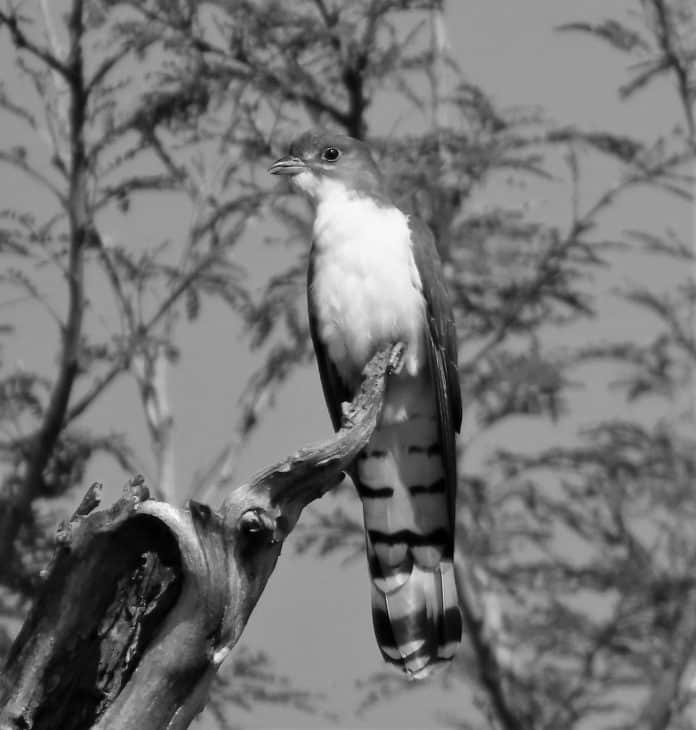 Thick-Billed Cuckoo in Tanzania - An Exploration of a Rare Avian Species