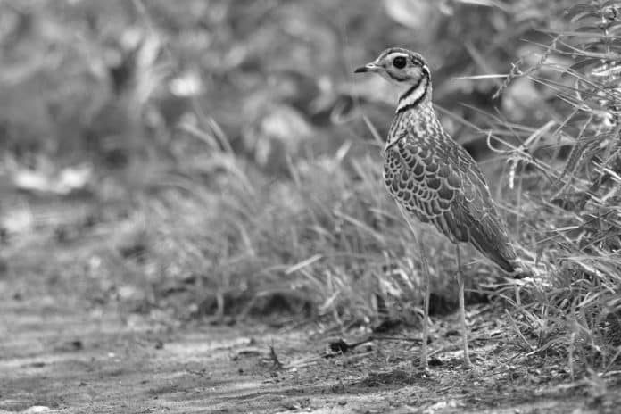 Three-Banded Courser Stories - Tanzania's Nighttime Nomads and Their Remarkable Life