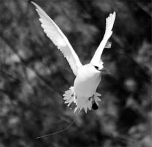 Timing Your Tanzania Adventure to Witness the Spectacle of Tropicbirds in Flight