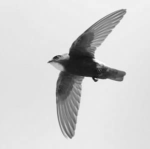 Tiny Titans - Navigating the Habitat and Spread of Tanzania's Little Swift!