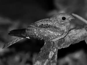 Tips and Tricks for Observing and Photographing Tanzania's Plain Nightjar!