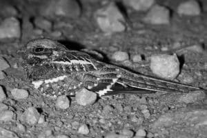 Top Spots for Catching a Glimpse of Tanzania's Slender-Tailed Nightjar!