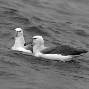 Tracing the Oceanic Realms Inhabited by Tanzania's White-Capped Albatrosses!