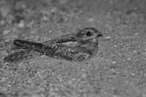 Under Cover of Darkness The Nighttime Hunting and Feeding Habits of Eurasian Nightjars!