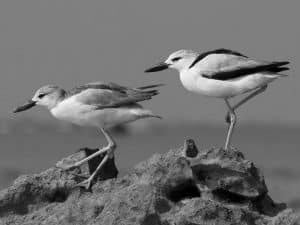 Unraveling Coastal Mysteries - The Habitat and Range of Crab-Plovers in Tanzania