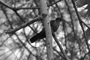 Untold Tales and Myths of Tanzania's Black Cuckoo