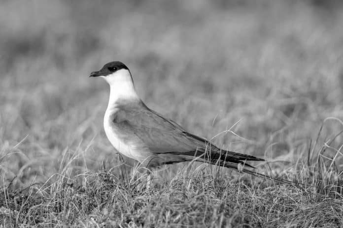 Unveiling the Mystery of the Long-Tailed Jaeger - A Spectacular Bird Species Found in Tanzania