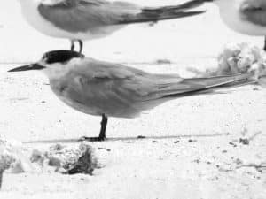 Unveiling the Quirky Traits and Tales of Tanzania's White-Cheeked Terns!