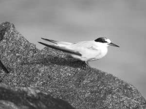 Warding off Extinction - Tanzania's Pledge to Protect Saunders’s Terns!