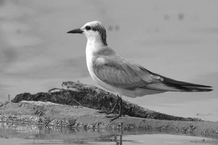 Whiskered Tern - Exploring Tanzania’s Wetlands and Beyond