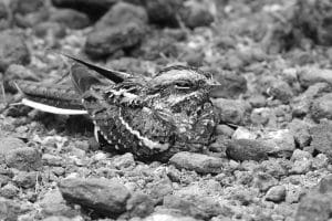 Whispers in the Darkness - Exploring the Enigmatic Traits of Tanzania's Slender-Tailed Nightjar!