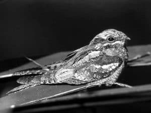 Whispers in the Night - The Tanzania's Top Spots for Nightjar Sightings!