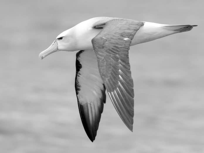 White-Capped Albatross in Tanzania - A Majestic Soaring Experience