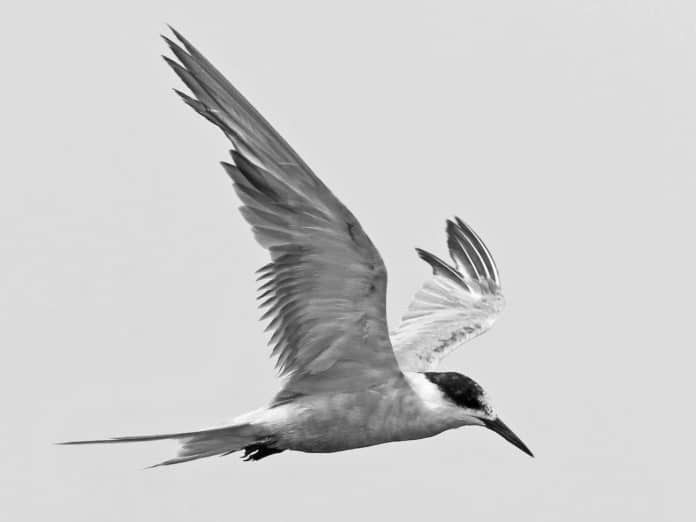 White-Cheeked Tern in Tanzania - Elegant Aerial Acrobats in Flight