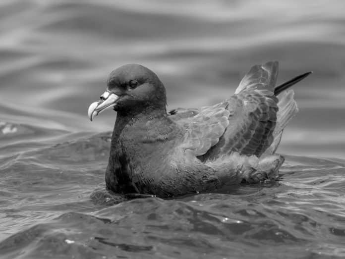White-Chinned Petrel in Tanzania - Mysteries of the Indian Ocean Unveiled