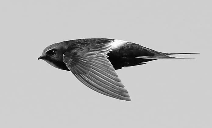 White-Rumped Swift in Tanzania - Identifying Birds with Distinctive Markings