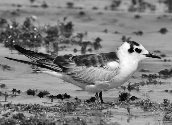 White-Winged Tern in Tanzania - A Coastal Odyssey of Sublime Beauty