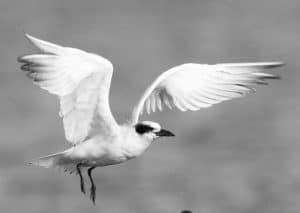 Winged Elegance - Capturing Tanzania's Gull-Billed Terns in Frame!